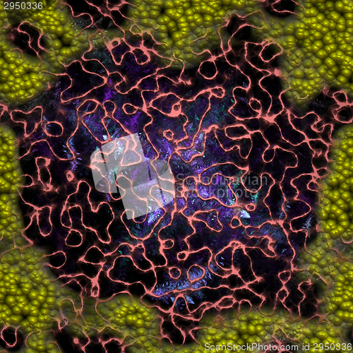 Image of Symmetrical growth of bacteria