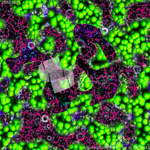 Image of Symmetrical growth of bacteria