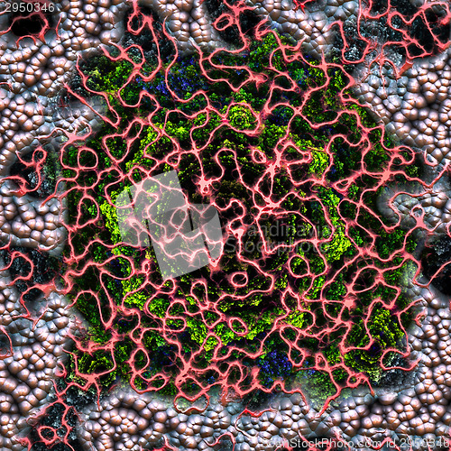 Image of Symmetrical growth of bacteria