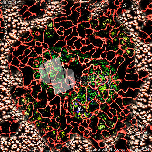 Image of Symmetrical growth of bacteria