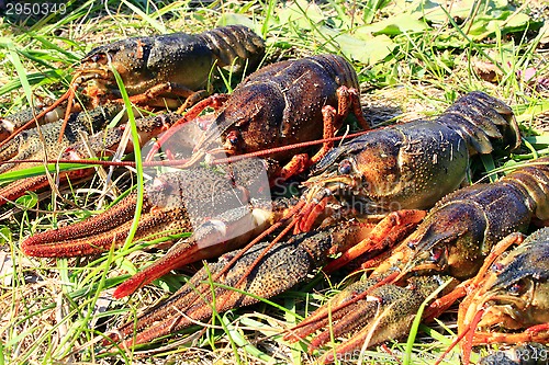 Image of river cancers on the grass