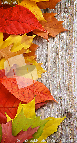 Image of Frame of Autumn Leafs