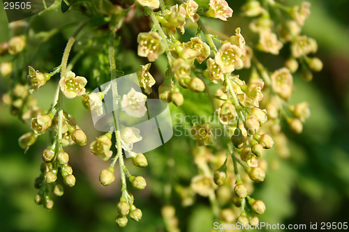 Image of Red currant blossoms