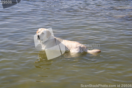 Image of White labrador