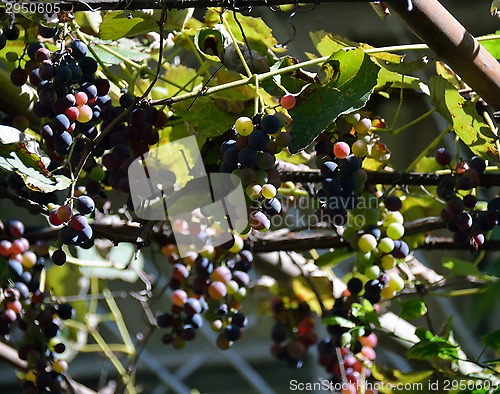 Image of Lush juicy ripe grapes on the vine