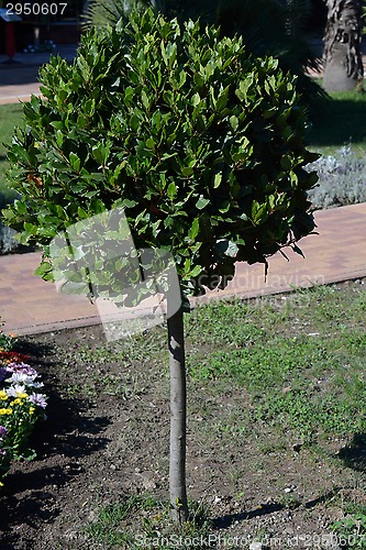 Image of Laurel tree in the park