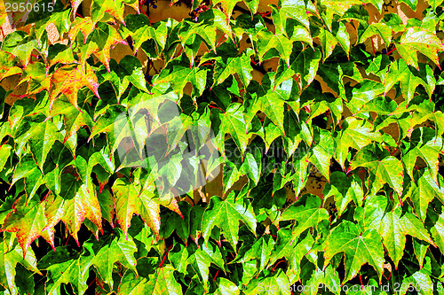 Image of Ivy ON WALL