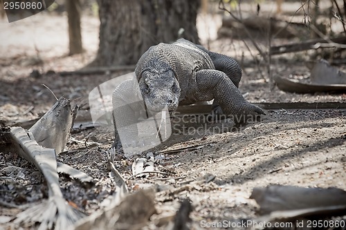 Image of Komodo Dragon