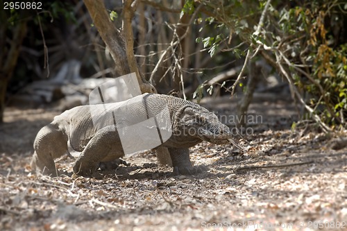 Image of Komodo Dragon