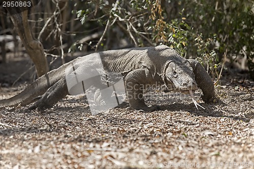 Image of Komodo Dragon