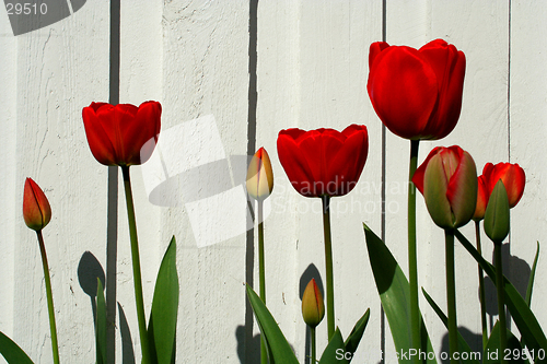 Image of Red tulips
