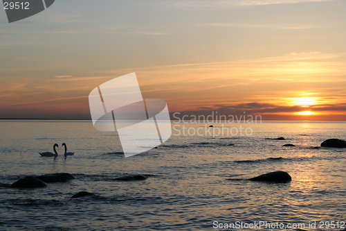 Image of Swans at sunset