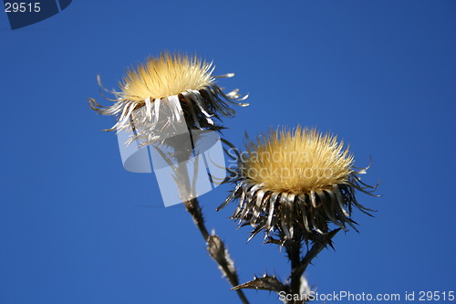 Image of Thistles