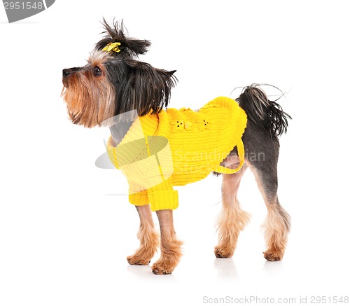 Image of Yorkshire terrier