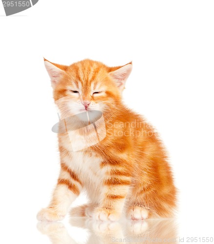 Image of Red kitten