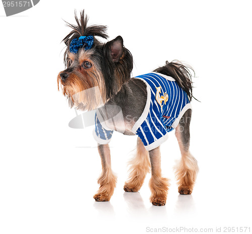 Image of Yorkshire terrier