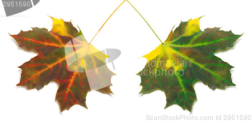 Image of Multicolor autumn maple-leafs