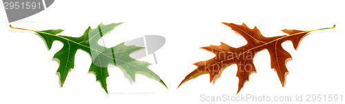 Image of Autumn and spring oak leafs (Quercus palustris) isolated on whit