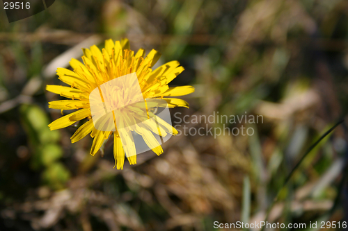 Image of Dandelion