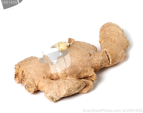 Image of Fresh ginger rhizome