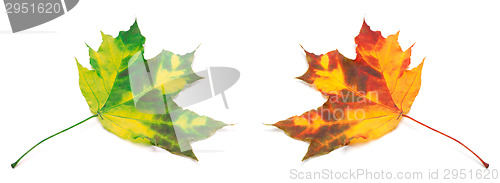 Image of Green and orange yellowed maple-leafs.
