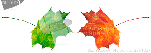 Image of Green and red maple-leafs on white background