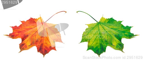 Image of Orange and green autumn maple-leafs