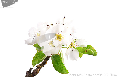 Image of Pear flowers (Pyrus communis)