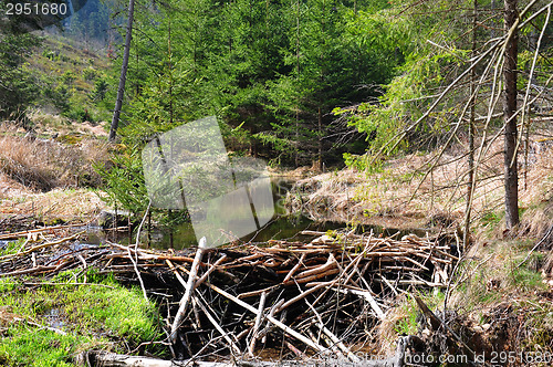 Image of Beaver dam