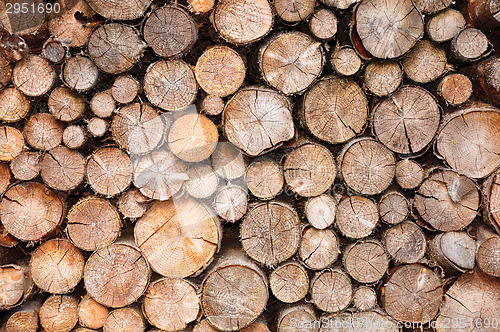 Image of Pile of spruce wood