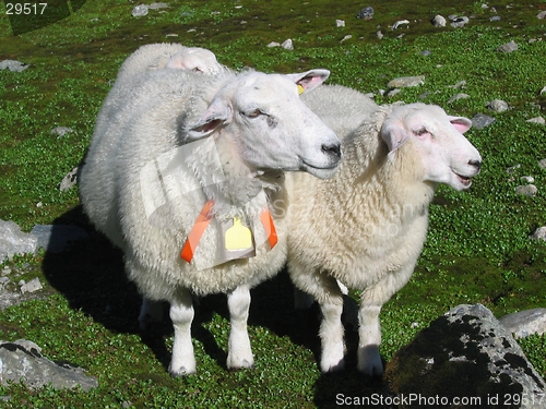 Image of Two sheeps