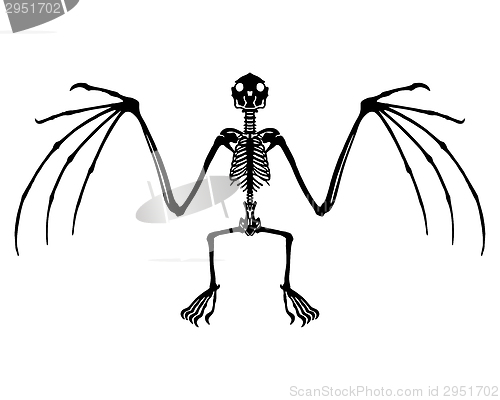 Image of Bat skeleton