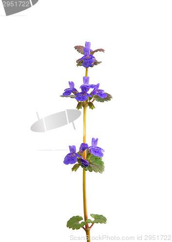 Image of Ground-ivy (Glechoma hederacea)