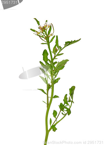 Image of Watercress (Nasturtium officinale)