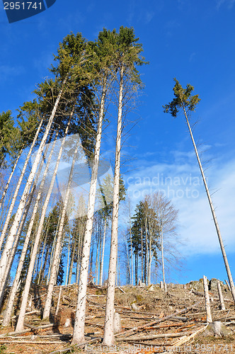 Image of Clear cutting