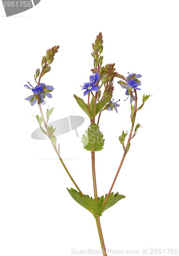 Image of Germander speedwell (Veronica chamaedrys)