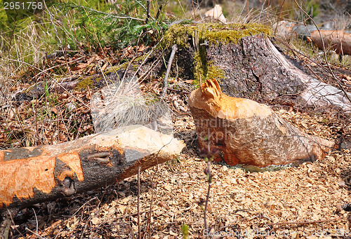 Image of Beaver tree