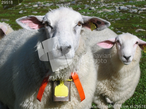 Image of Two sheeps