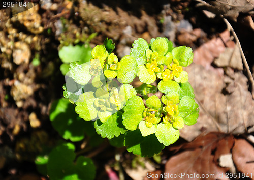 Image of Alternate-leaved golden saxifrage (Chrysosplenium alternifolium)