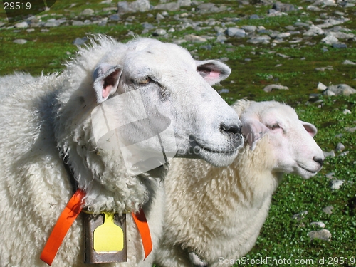 Image of Sheep and her lamb