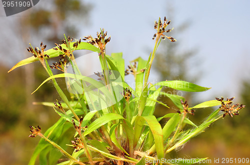 Image of Hairy wood-rush (Luzula pilosa)