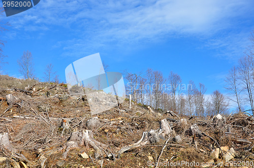 Image of Clear cutting