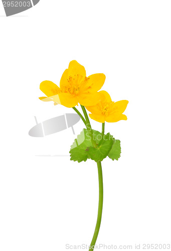 Image of Marsh marigold (Caltha palustris)