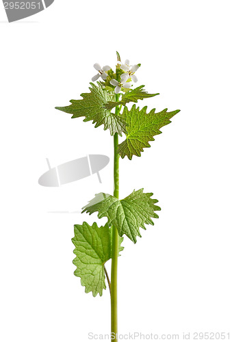 Image of Garlic mustard (Alliaria petiolata)