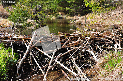 Image of Beaver dam