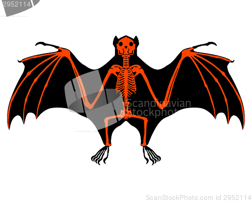 Image of Bat skeleton