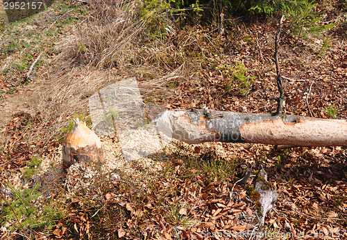 Image of Beaver tree