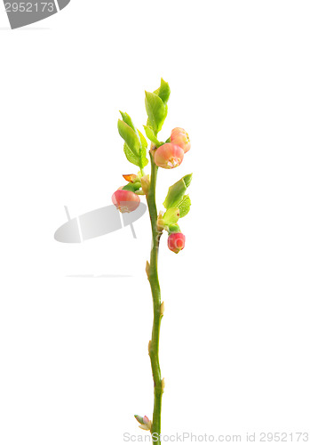 Image of Flowering bilberry (Vaccinium myrtillus)