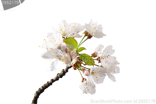 Image of Flowering cherry (Prunus avium)
