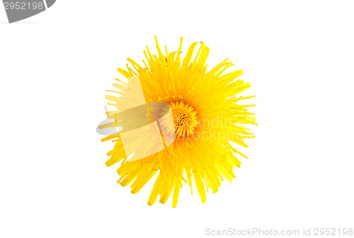 Image of Dandelion flower